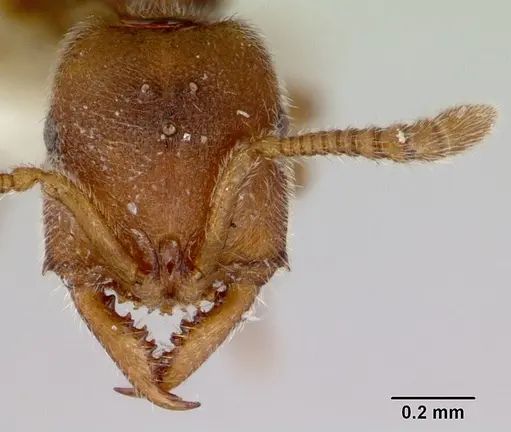 Fulakora exigua - CASENT0172195