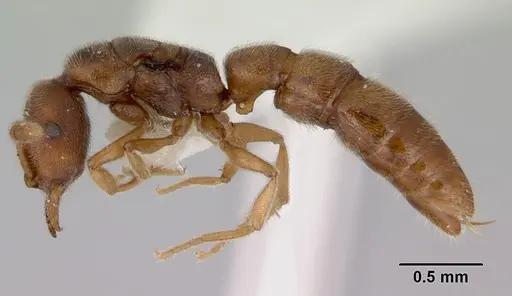 Fulakora exigua - CASENT0172195