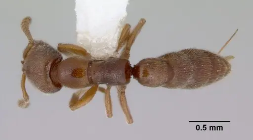 Fulakora exigua - CASENT0172196