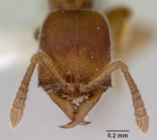 Fulakora exigua - CASENT0172196