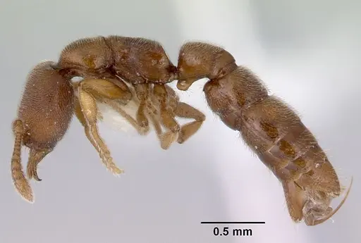 Fulakora exigua - CASENT0172196