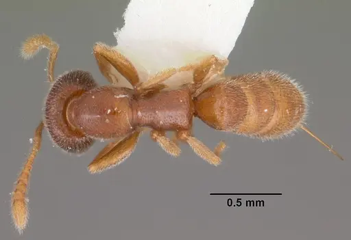 Fulakora falcata specimen