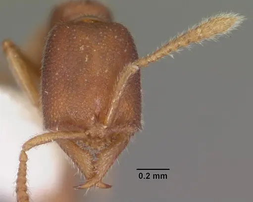 Fulakora falcata specimen