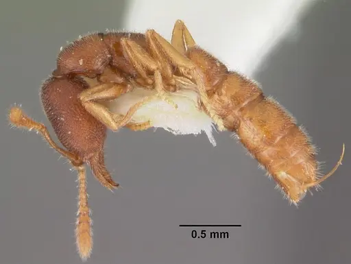 Fulakora falcata specimen