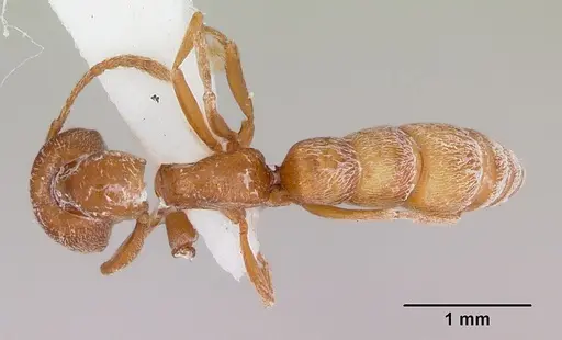 Fulakora falcata - CASENT0172809