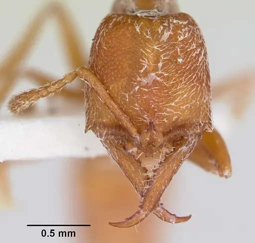 Fulakora falcata - CASENT0172809