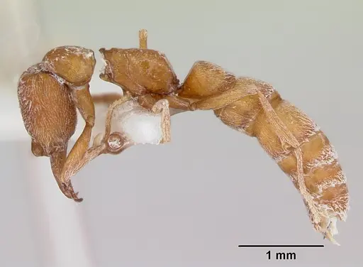 Fulakora falcata - CASENT0172809