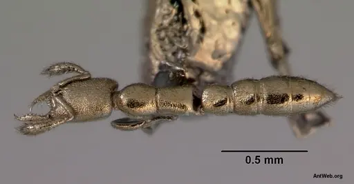 Fulakora gnoma specimen