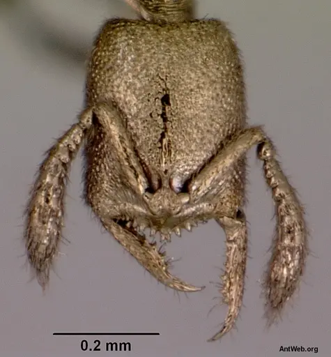 Fulakora gnoma specimen