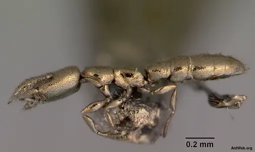 Fulakora gnoma specimen