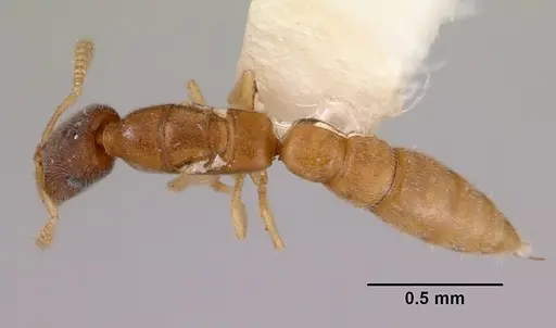 Fulakora gnoma - CASENT0172218