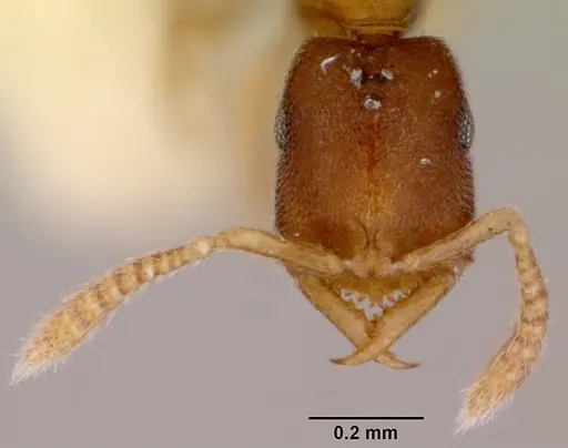 Fulakora gnoma - CASENT0172218