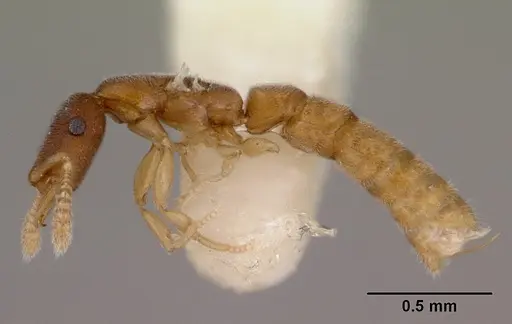 Fulakora gnoma - CASENT0172218