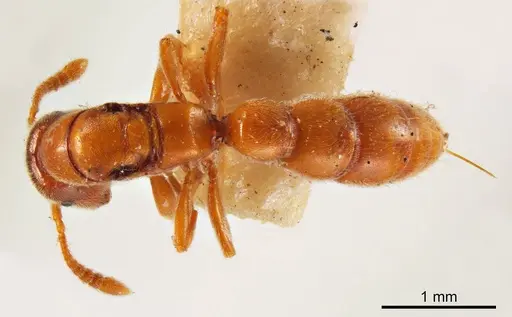 Fulakora gracilis specimen