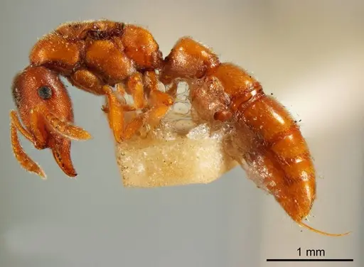 Fulakora gracilis specimen
