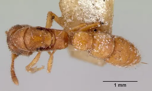 Fulakora gracilis - CASENT0172198