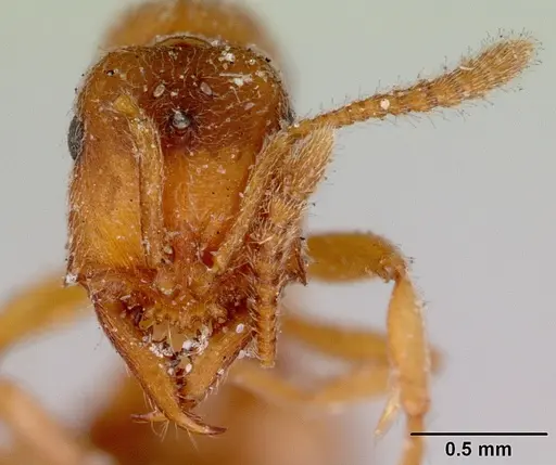 Fulakora gracilis - CASENT0172198