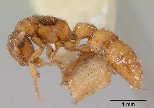 Fulakora gracilis - CASENT0172198