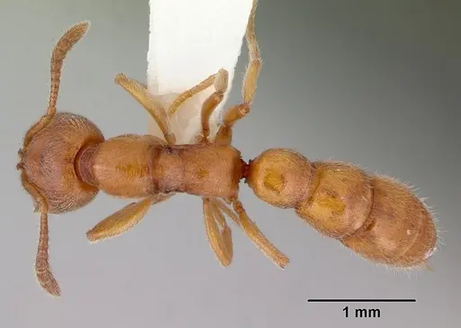 Fulakora gracilis - CASENT0172199