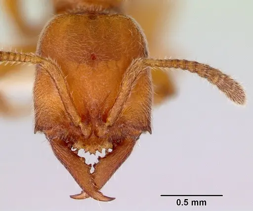 Fulakora gracilis - CASENT0172199