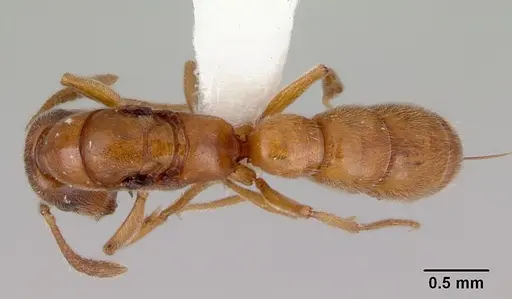 Fulakora gracilis - CASENT0172200