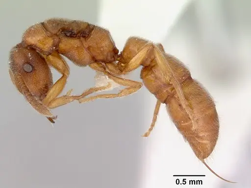 Fulakora gracilis - CASENT0172200