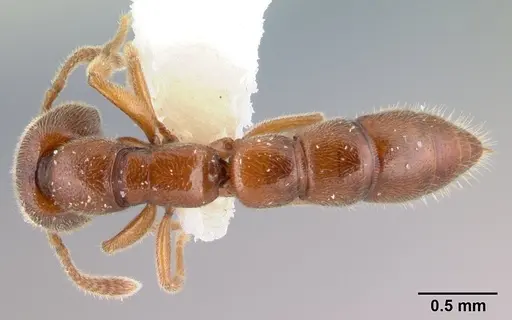 Fulakora gracilis - QMT152681