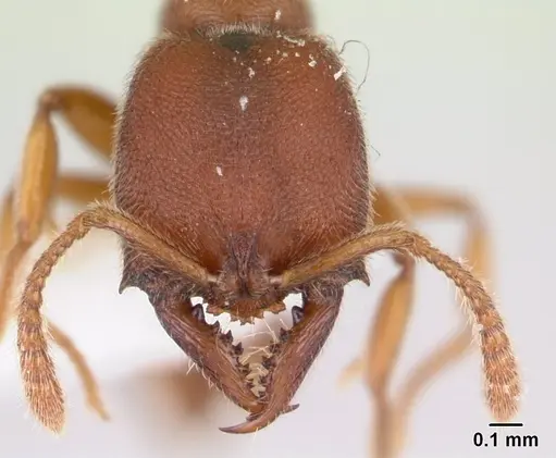 Fulakora gracilis - QMT152681