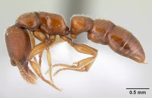 Fulakora gracilis - QMT152681