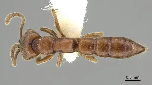 Fulakora gracilis - QMT152684