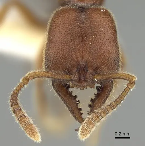 Fulakora gracilis - QMT152684
