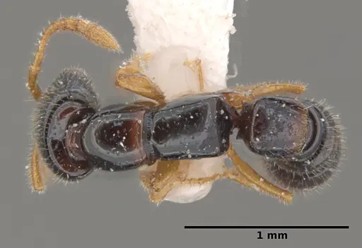 Fulakora heraldoi specimen