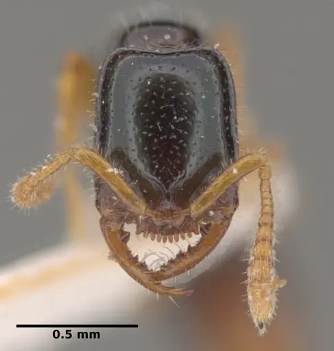 Fulakora heraldoi specimen