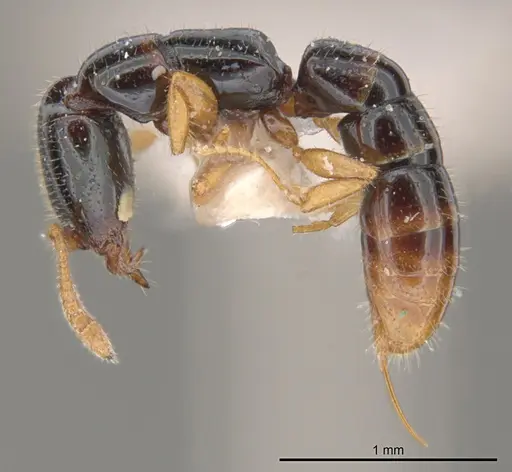 Fulakora heraldoi specimen