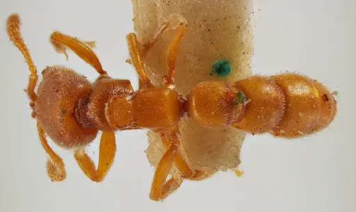 Fulakora lucida specimen