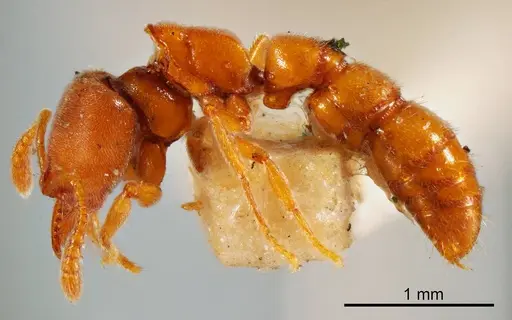 Fulakora lucida specimen