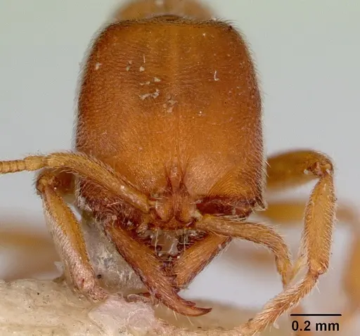 Fulakora lucida - CASENT0172215