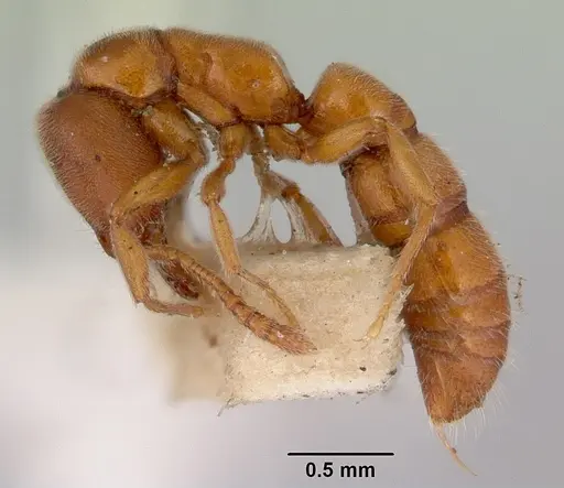 Fulakora lucida - CASENT0172215