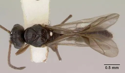 Fulakora lucida - CASENT0172216