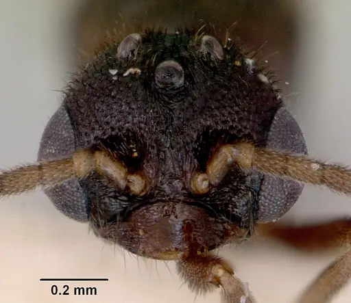 Fulakora lucida - CASENT0172216