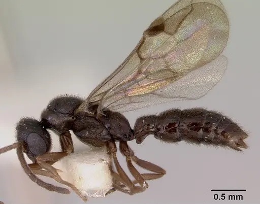 Fulakora lucida - CASENT0172216