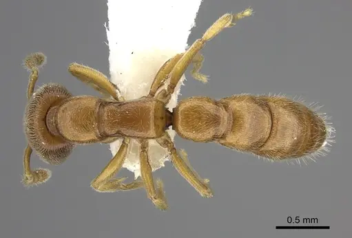 Fulakora lucida - CASENT0260449