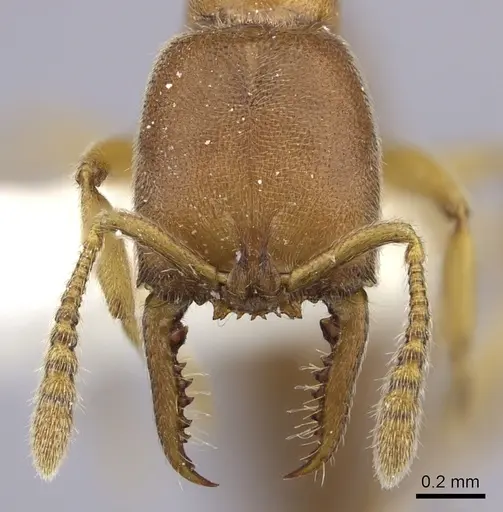 Fulakora lucida - CASENT0260449