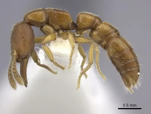 Fulakora lucida - CASENT0260449