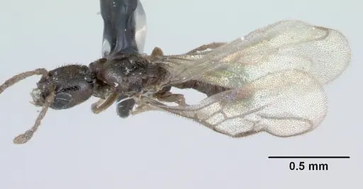 Fulakora minima specimen