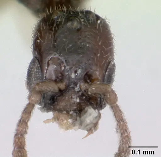 Fulakora minima specimen