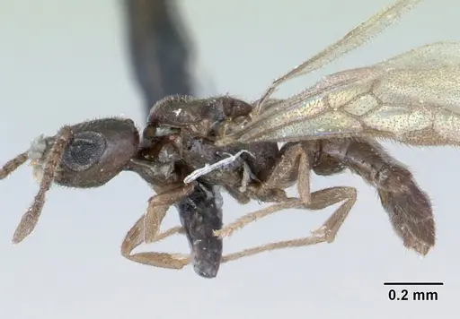 Fulakora minima specimen