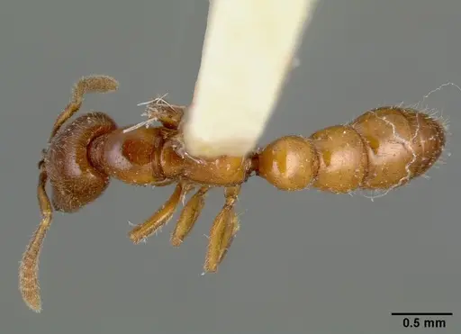 Fulakora monrosi specimen