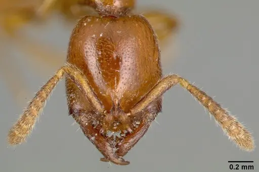 Fulakora monrosi specimen