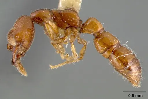 Fulakora monrosi specimen